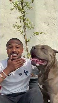 American Bully chien pour enfant