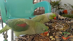 24K views · 1K reactions | Indian Ringneck Parrot Mating Dance | Parrot Paradise | Facebook