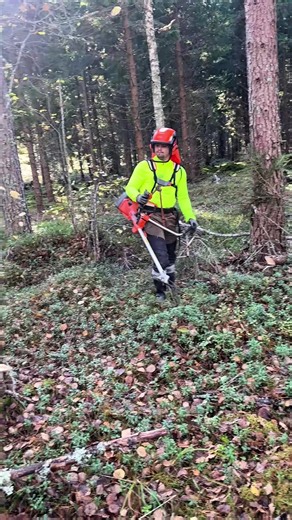 Work in a Finnish Forest: A Unique Nature Job Experience 🇫🇮