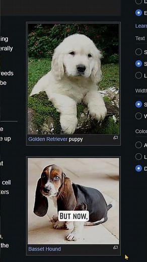 Computer Tip for Beginners: The Easiest Way to Screenshot on Windows