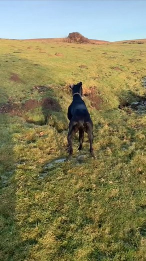 16K views · 240 reactions | Timing beats speed- jet catches rabbit. #dog #hunting #dogs #Hunter #dogsofinstagram | Marias | Facebook
