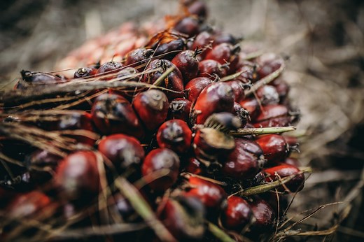 The Palm Oil Collaboration Group