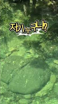 계곡이 전부 자기 왕국인 듯 👑🐟 유유히 순찰하다 물고기만 보이면 바로 추격! 대물 꺽지의 영토 지키기 💨 #kodoldaily