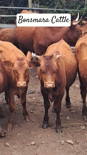 The Remarkable Resilience of African Cattle