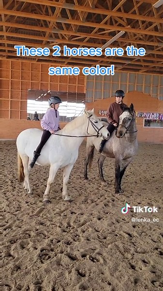 Grey Mare vs Gelding: Can You Tell the Difference?