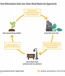 How 3 cities can turn downed trees into revenue