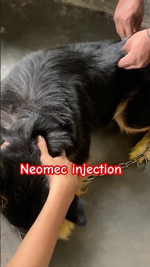 neomec injection for dogs || neomec injection || #ivermectin #dogs #injection