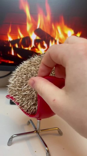 Adorable Hedgehog Compilation - Otis, Bernadette, and Ferdinand