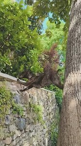 1M views · 22K reactions | Amazingly Beautiful❤️ #cat #catlover #catofinstagram #catsoftiktok #funnypets #funnyanimals #explorepage #viralreels #fyp | Albertoyusei | Facebook