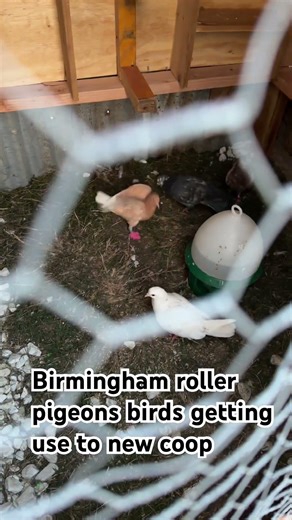 Birmingham roller pigeons birds getting use to new coop #birmingham_rolling_pigeons #rollerpigeons