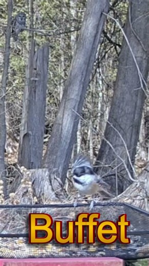 Barred Owl Hunting in Daylight 👀🦉