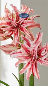 What would the Holidays be without the cheer and color of festive Amaryllis bulbs? We're pleased to offer these top quality bulbs for the Holiday Season. | Bluestone Perennials