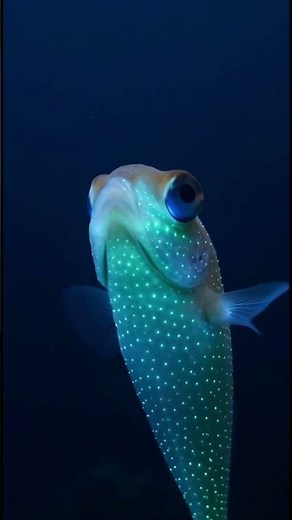Lanternfish :Deep Sea Glow – Lanternfish Facts, Bioluminescence & Hunting Skills