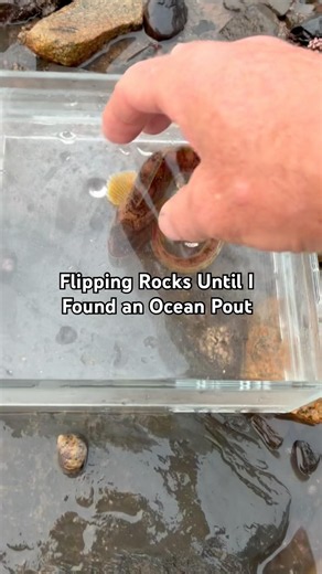 How to find an Ocean Pout 101 #tidepools #seacreatures