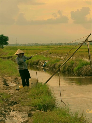 Vụ mùa cuối cùng của năm đi qua, trời bắt đầu trở mưa, nước tràn về lấp loáng những lối quen. Cũng là lúc chị em tui lớn lên từ những con cá, con cua nơi ruộng ngập. Ba tui đi cất rớ ở con mương nào đó, đem về một rổ cá đủ loại. Chị em tui lại tranh nhau lựa con lia thia đẹp nhất để dành nuôi, còn bao nhiêu thì mẹ đem kho nghệ. Có bữa ăn hoài cũng ngán, cứ thèm một con cá to cho đã miệng. Vậy mà giờ lớn rồi, cá to thiếu gì…Lại thấy thèm quay quắt cái nồi cá tong teo, lộn xộn mà hồi nhỏ mẹ từng k