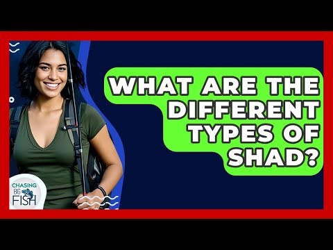 What Are The Different Types Of Shad? - Chasing Big Fish