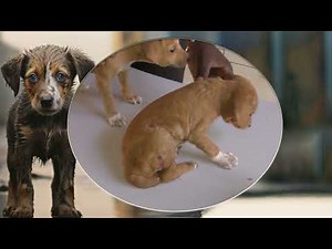 Unbelievable Mango Worm Removal | Extreme Dog Parasite Extraction & Animal Rescue