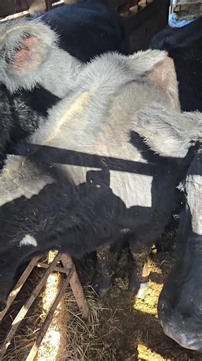 Muddy Creek Trapping (@muddycreektrappingmafia)’s videos with original sound - Muddy Creek Trapping