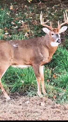 Monster Buck Down – Once in a Lifetime Hunt#BuckHunting#BigBuck #buckbeak #MonsterBuck#TrophyBuck