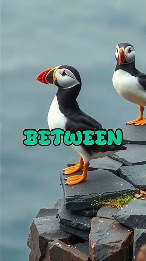 Jedi Steps & Puffin Cliffs – Ireland’s Skellig Michael ⛰️