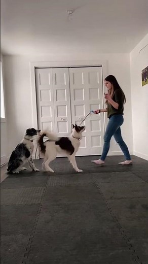 #funnydogs#cute#doglover#doglife#cure#dogshorts#pet#doglife#dogshorts