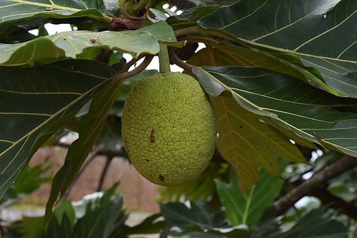 Breadfruit & Breadnut: Nutrition, Health Benefits, and Preparation