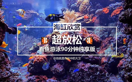 [海缸欣赏] 超放松！！看鱼游泳90分钟纯享版 🐠 [YouTube 6百万浏览量超治愈视频搬运]