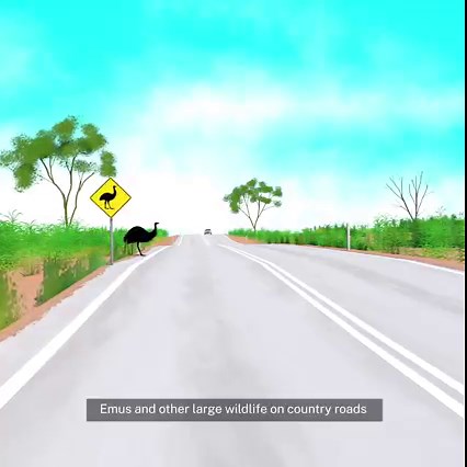 Do you know how to emu-late road safety when driving on country roads? Be aware that emus and other large wildlife can be fast and unpredictable. See below for more tips! https://roadsafety.transport.nsw.gov.au/stayingsafe/drivers/animalsoncountryroads/index.html | NSW Road Safety - NSW GOV