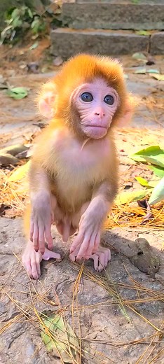 45K views · 1.5K reactions | Very cute face monkey #reels #monkey #animals | Daily Interesting Stories | Facebook