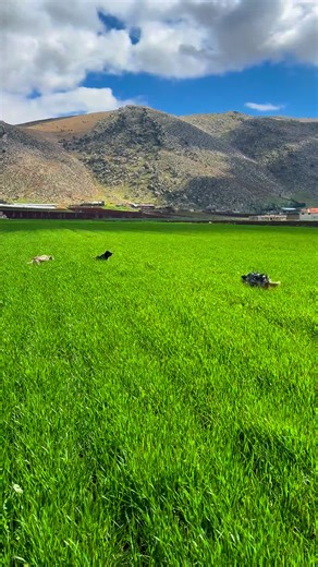 ‏#setter @@Mount Setter