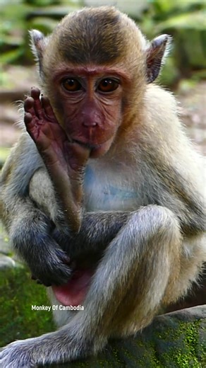 14K views · 344 reactions | Watch This Tiny Monkey Fascinatingly Suck Its Own Foot Finger, Showing Unexpected Behavior That Will Melt Your Heart #babyanimals #reelsfb #leo #wildlife #animals #rainbow #libby #monkey #cuteanimals #luno #fblifestyle | Monkey Of Cambodia | Facebook