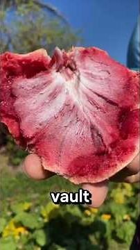 Top 5 Fruits With The Most Seeds