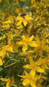 ☀️The Magic of St. John’s Wort | Sacred Herb of the Summer Solstice 🐝