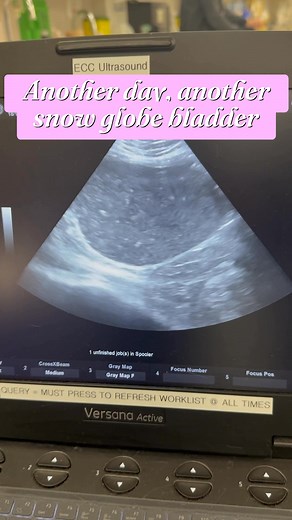 This is what it looks like on ultrasound when I’m flushing a cat’s bladder after placing a urinary catheter to relieve a urinary obstruction. All those little specks floating around? That’s debris — a mix of crystals, mucus, inflammatory cells, gritty sediment, and sometimes even tiny urinary stones swirling around in the bladder. When this debris becomes dense enough it can clump together and block the urethra, especially in male cats where the urinary tube (urethra) is naturally very narrow. T