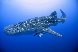 Everything There Is to Know About the Endangered Whale Shark