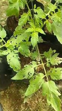 Worm damage on tomatoes #agriculture #tomatoes #worms #pests