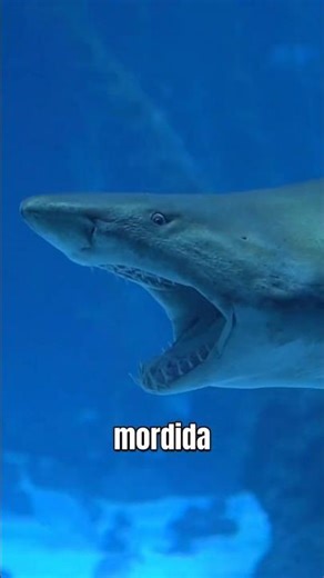 The World's Most Dangerous Sharks #shorts #viralshorts #sharks #DangerousAnimals