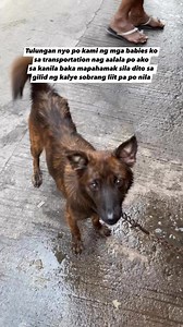 240K views · 13K reactions | UPDATE: Please help kulang pa po ng 4,000 GCASH number 09209404020 Melanie L. gcash number ni maam Lor Mich Jam para sa transportation nila mama dog at sa mga puppies kasama na po ang 10 kittens na itinapon. Para makaalis na po sila papunta sa shelter sa Lucas Sanctuary and Cawas Gang please asap. Thank you so much  | Arma Sumanda | Facebook