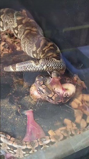 You Won’t Believe This Boa Constrictor Giving LIVE Birth! 🤩🐍