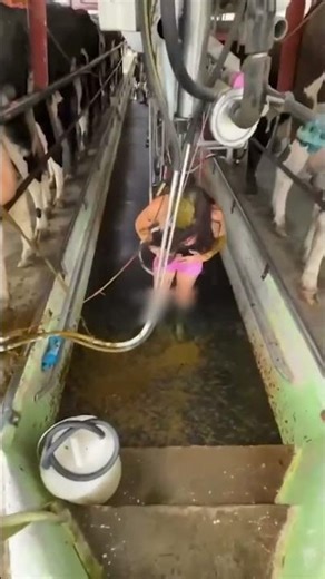 Lifehack: Steh niemals HINTER der Kuh 😂