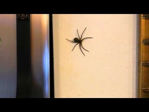 Cane Spider in Maui 2013