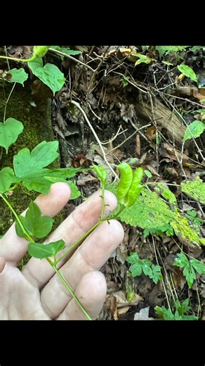 Tennessee Native Plant Society on Reels