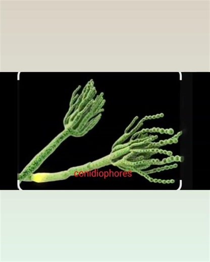 Conidia in Fungi | Asexual Spores Explained in Simple Words part 1 #fungi #biology