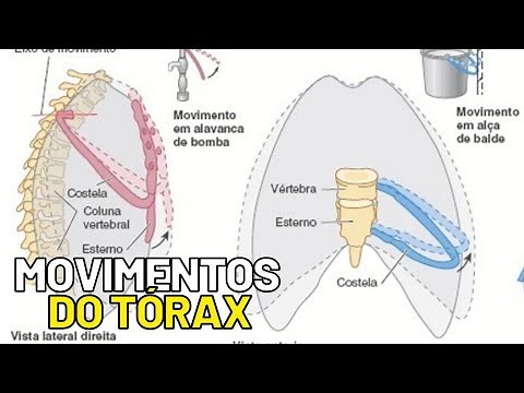 Tórax - Movimento de alça de balde e alavanca de bomba! Anatomia humana, artrologia do tórax