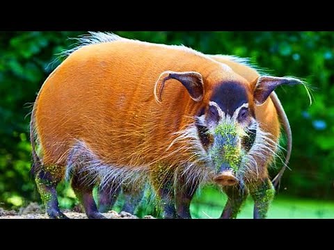 10 Unique Animals You Won’t Believe Exist