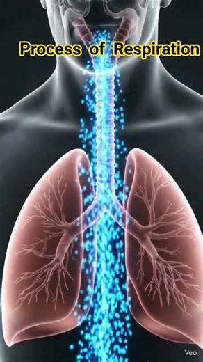 let's learn respiration how exchange of gases are taking place#respiration#biology