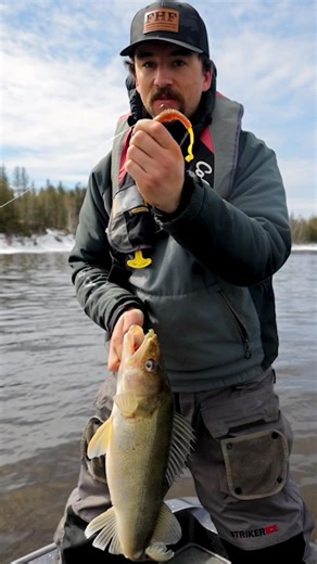 Is THIS the BEST Springtime River Walleye Bait of all time??? #fishing #walleyefishing #rainyriver