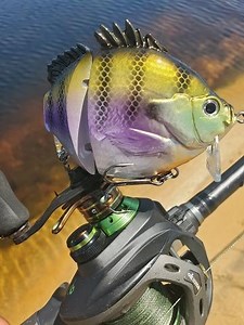 1K views · 16 reactions | FishLab Bio-Gill Wake Bait Hard waking topwater swimbait. #FishLab #FishLabTackle #ScienceOfTheStrike #BioGill | FishLab Tackle | Facebook