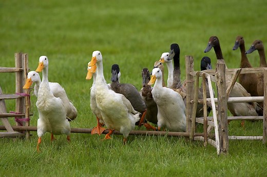 Duck Herding | Outdoor Team Building Specialists