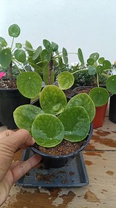 Pilea Propagation from leaves 🌱 #pilea #gardening | Gardening Ideas